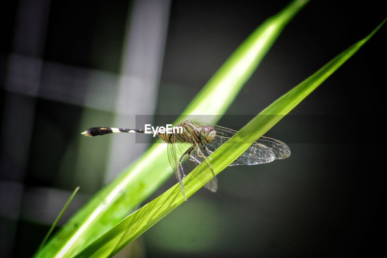 Close-up of dragonfly on plant