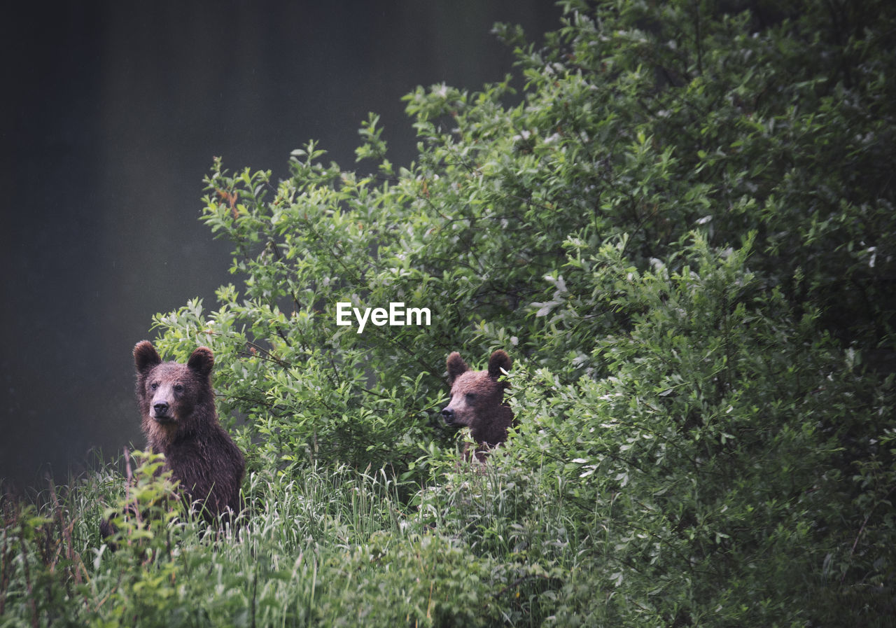 Grizzly bear hiding by tree in forest