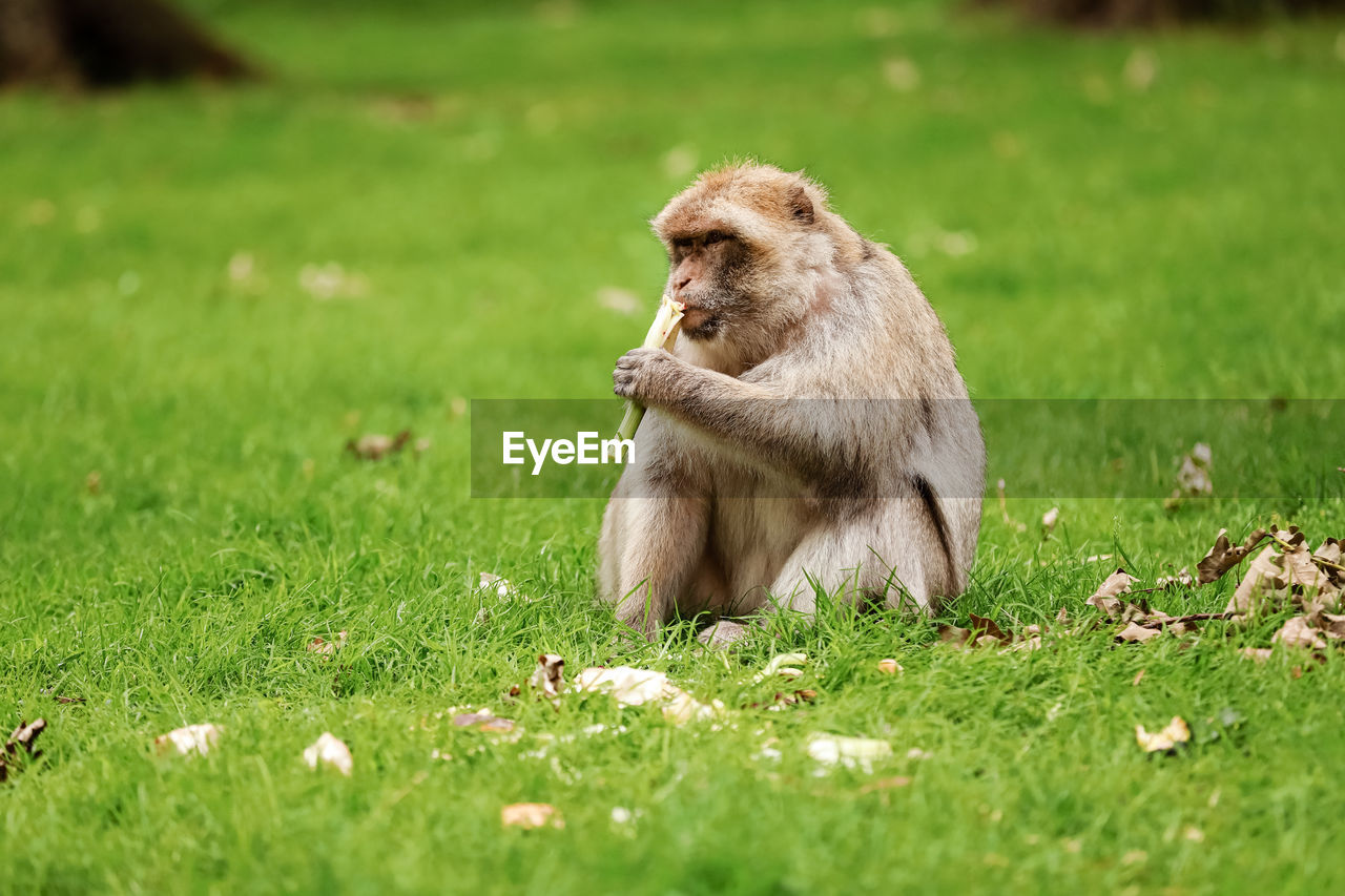 close-up of monkey on grass