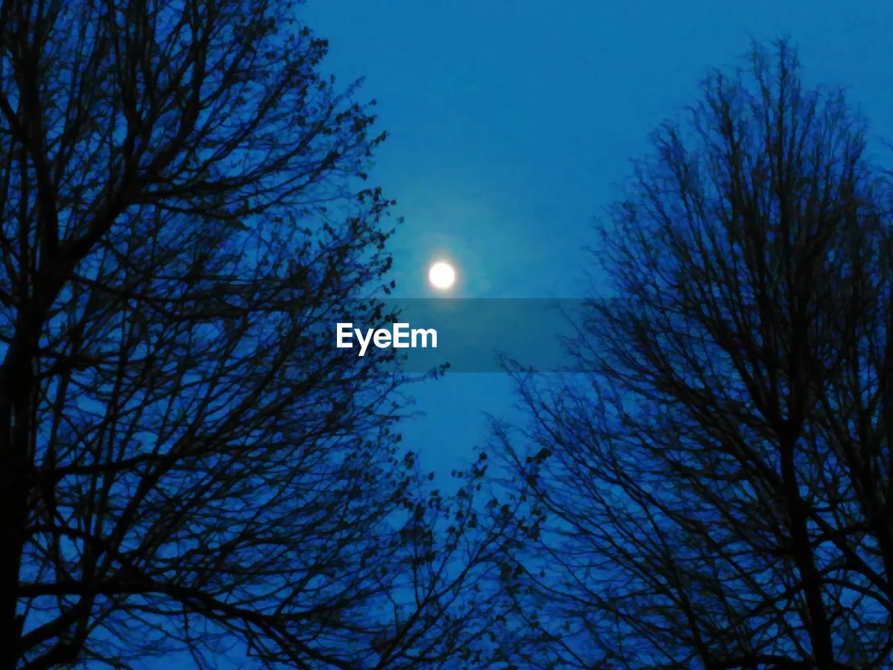 LOW ANGLE VIEW OF TREES AGAINST BLUE SKY AT NIGHT