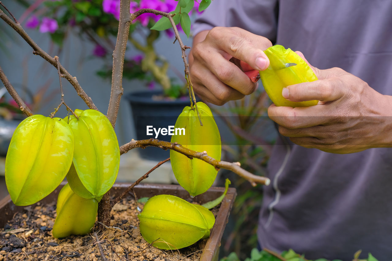 CLOSE-UP OF WOMAN HOLDING FRUIT