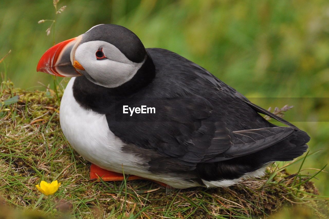 Close-up of puffin sitting on grass field 