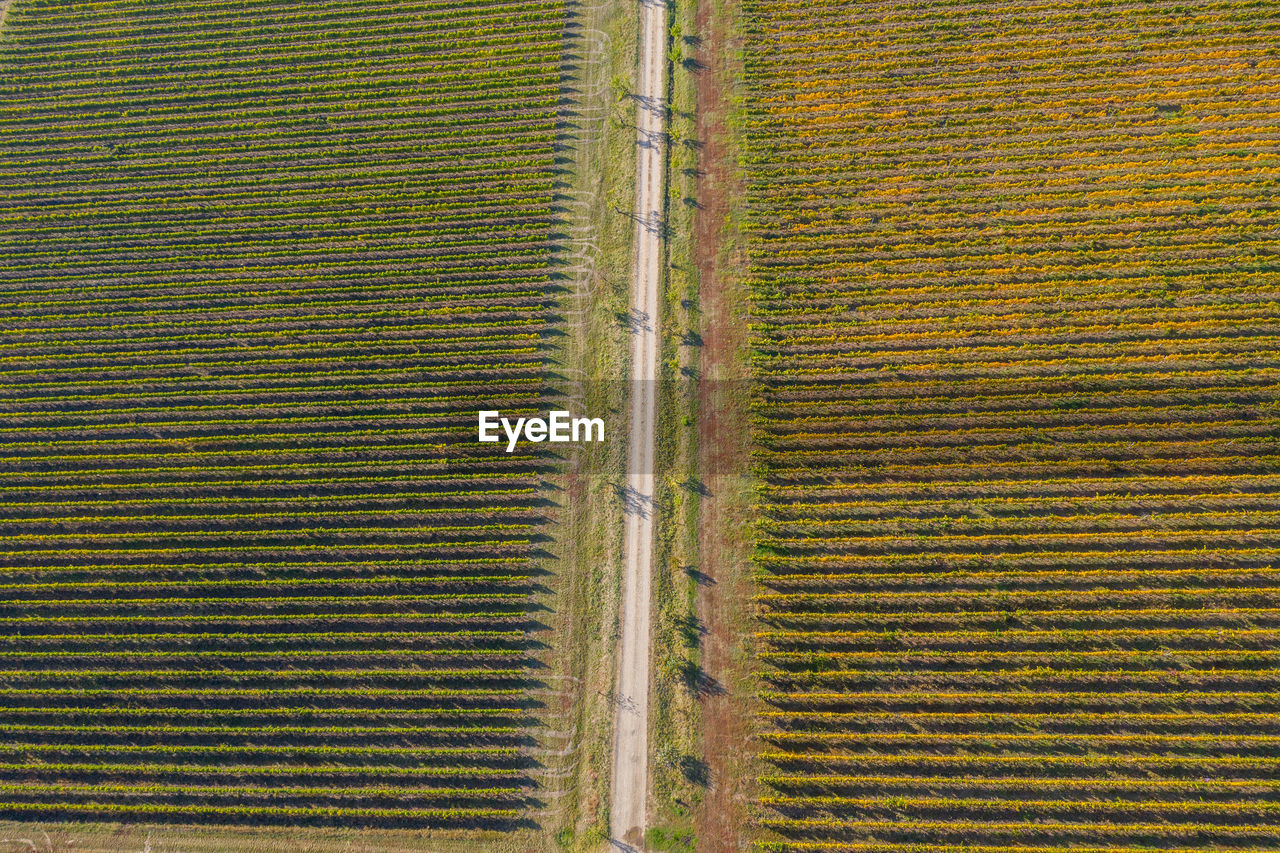 Full frame shot of agricultural field