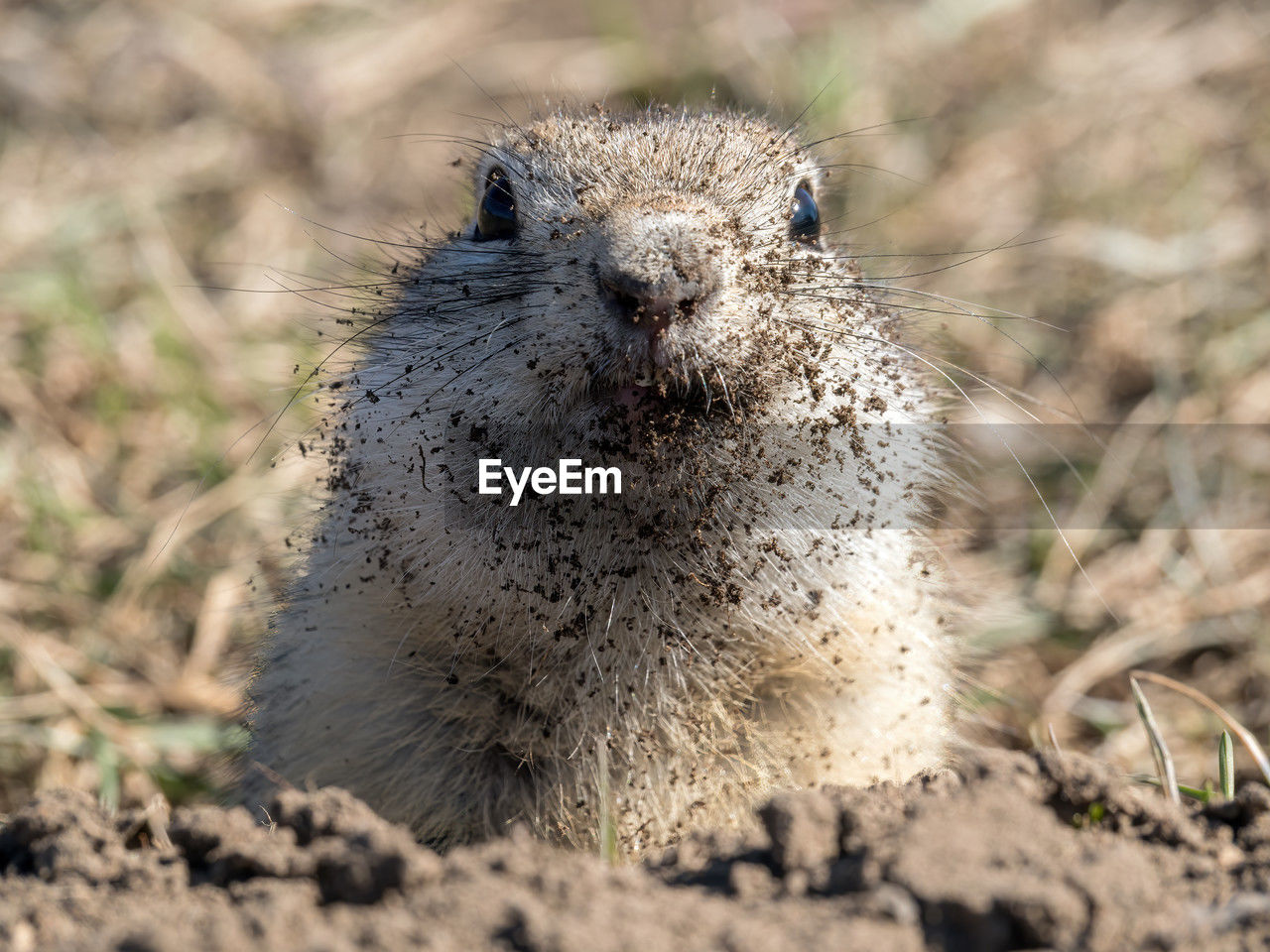 animal themes, animal, animal wildlife, one animal, wildlife, nature, mammal, prairie dog, portrait, squirrel, no people, looking at camera, rodent, outdoors, close-up, animal body part, day, front view, land