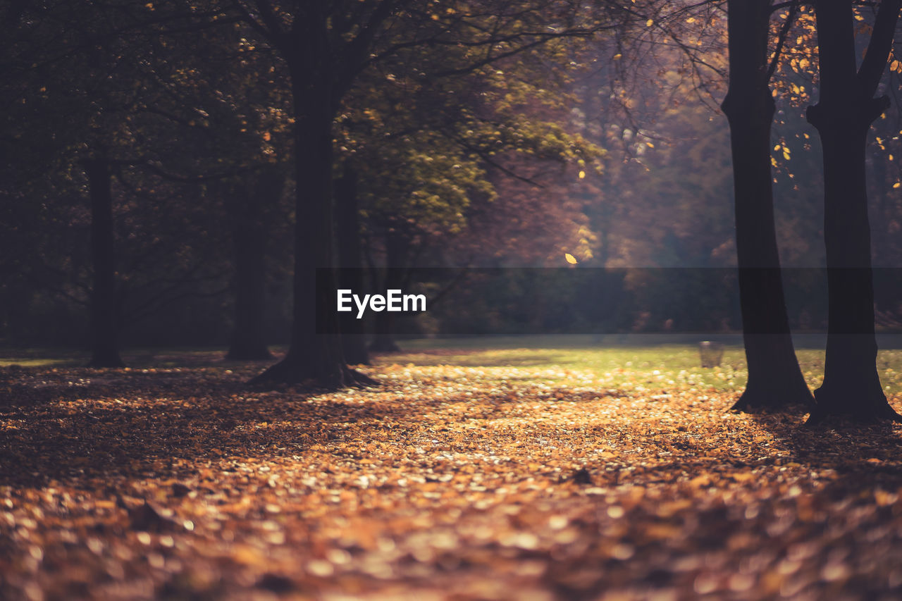 Trees in park during autumn