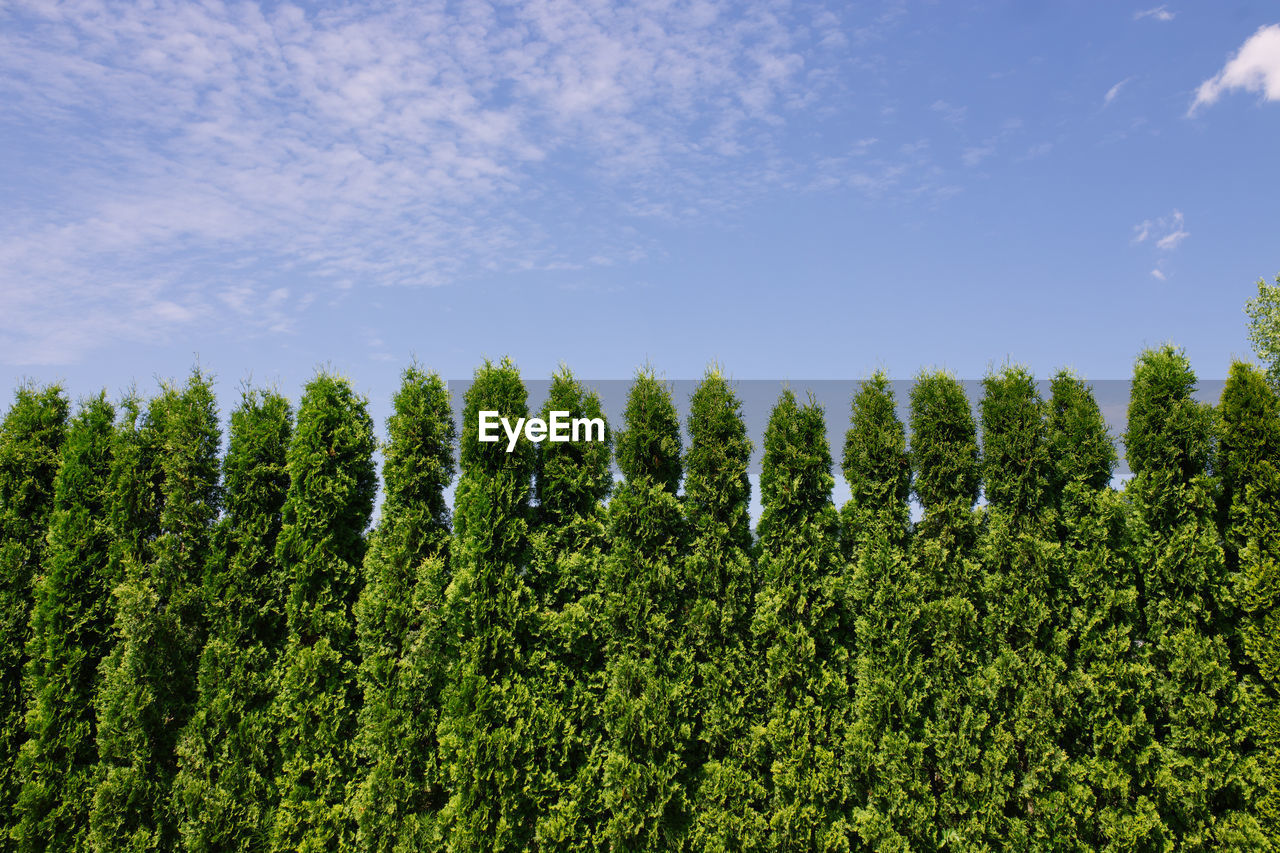 Tall green cypresses in line