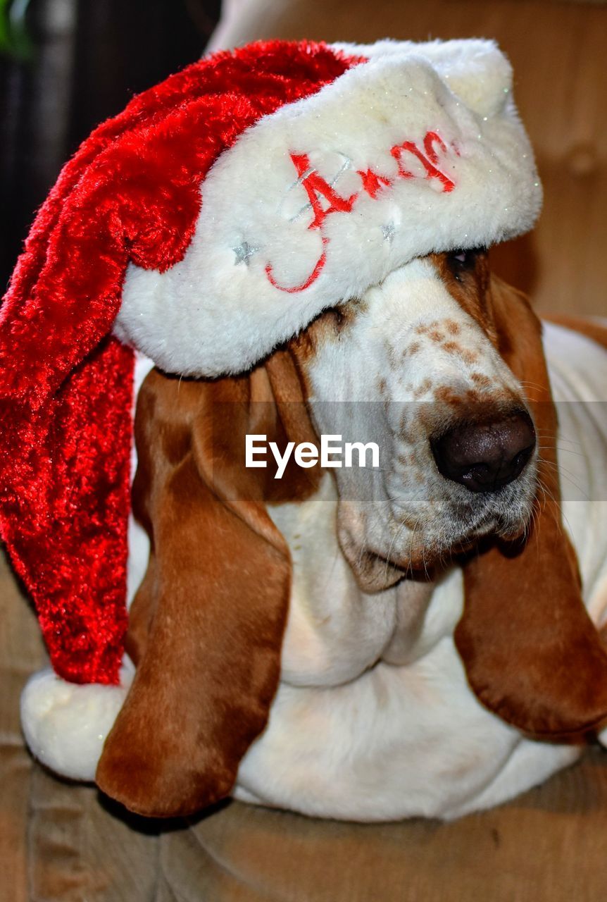 Close-up of a basset hound in santa hat