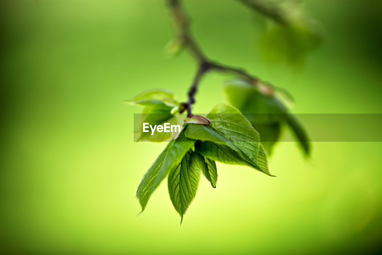 Close-up of fresh green plant