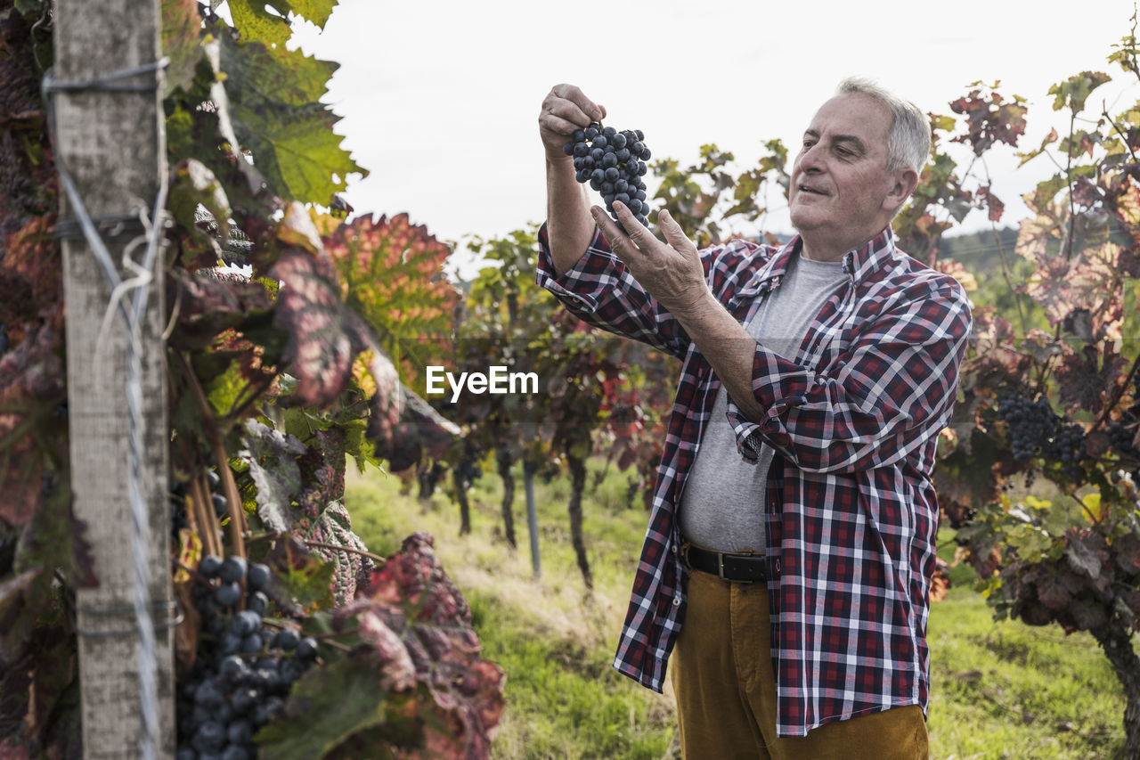 Senior farmer analyzing grapes in vineyard