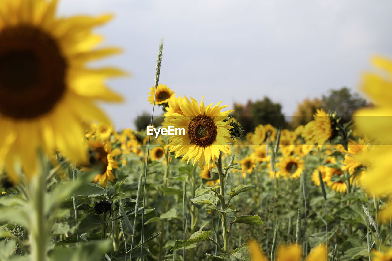 CLOSE-UP OF HONEY BEE ON SUNFLOWER