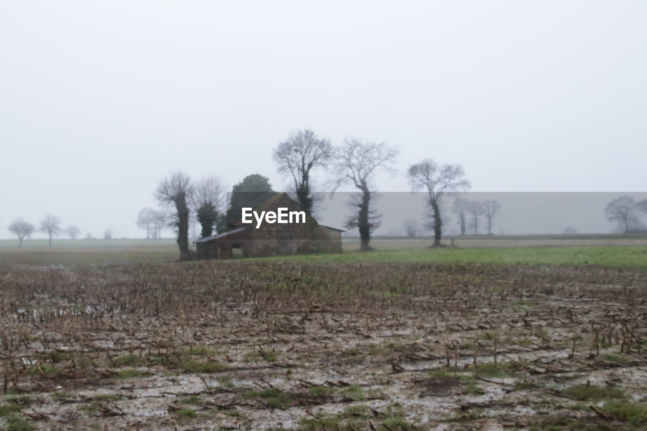 TREES GROWING IN FIELD