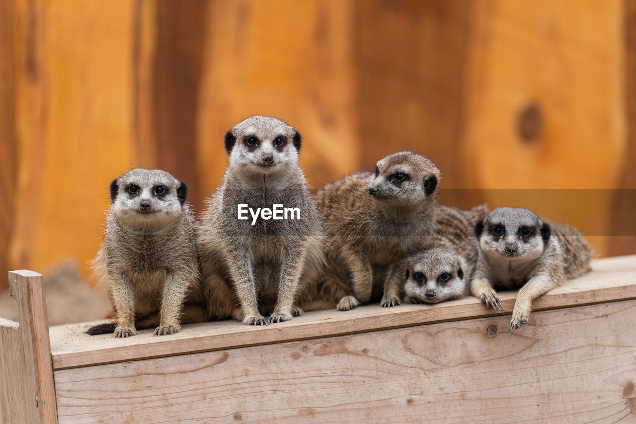 close-up of meerkat on wood