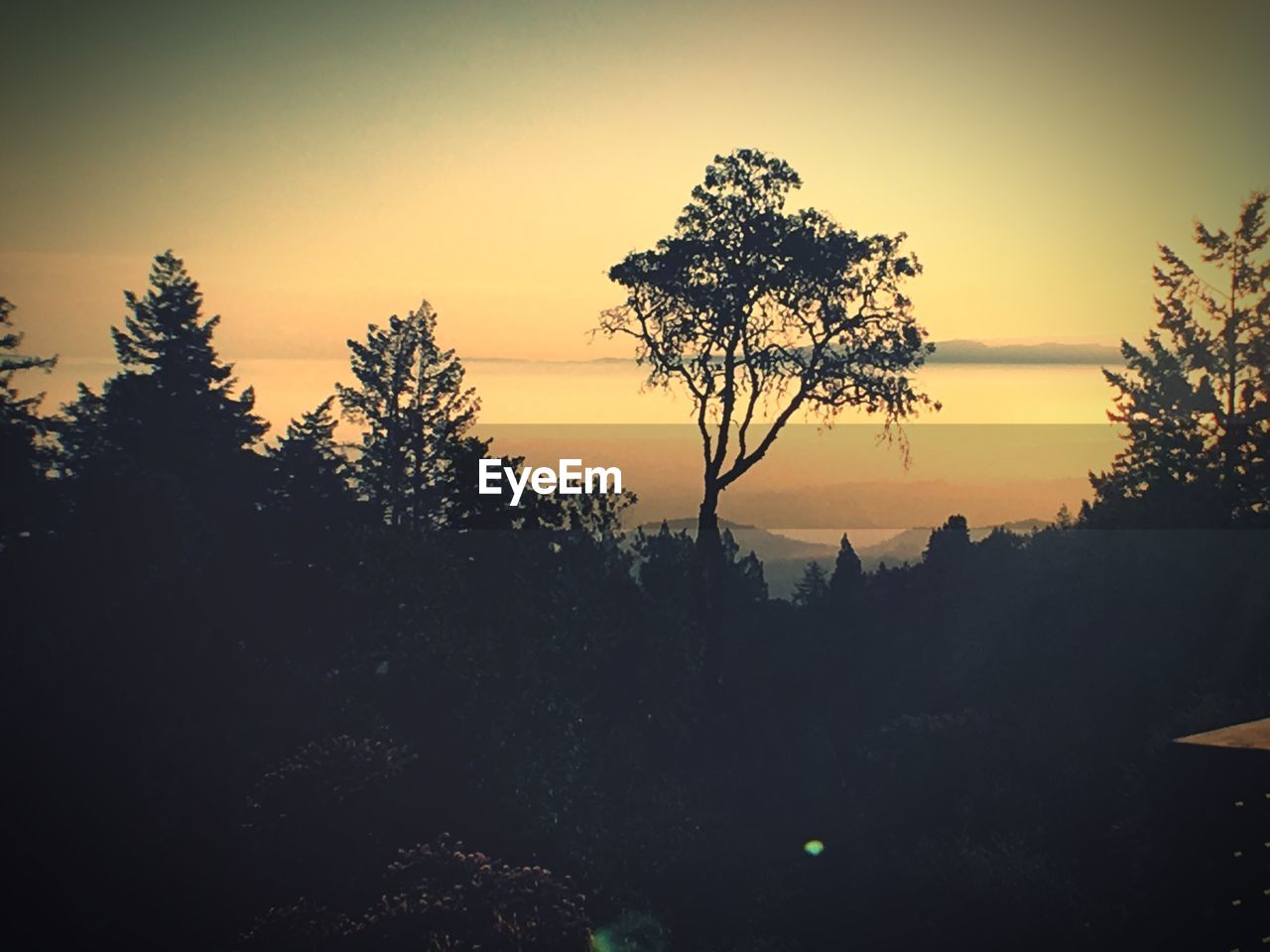 Silhouette trees in forest against clear sky