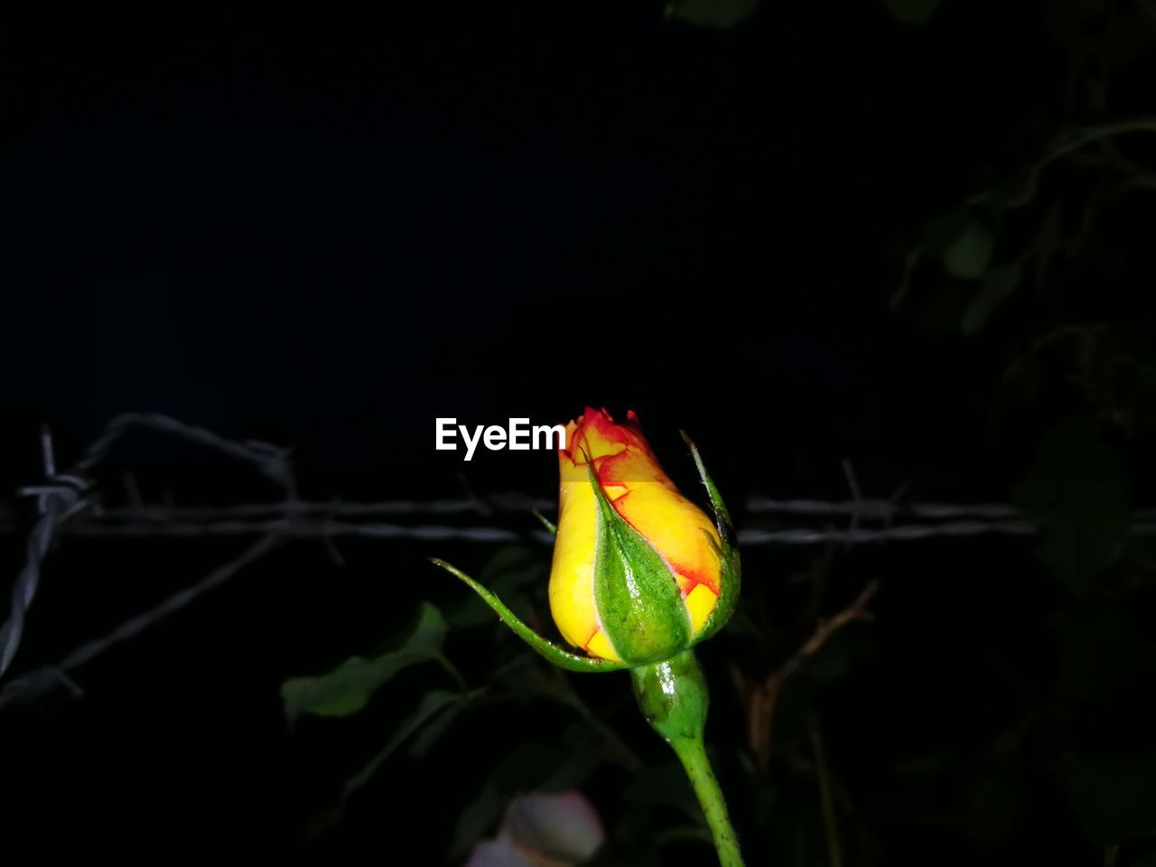 CLOSE-UP OF FLOWER GROWING ON PLANT AT NIGHT