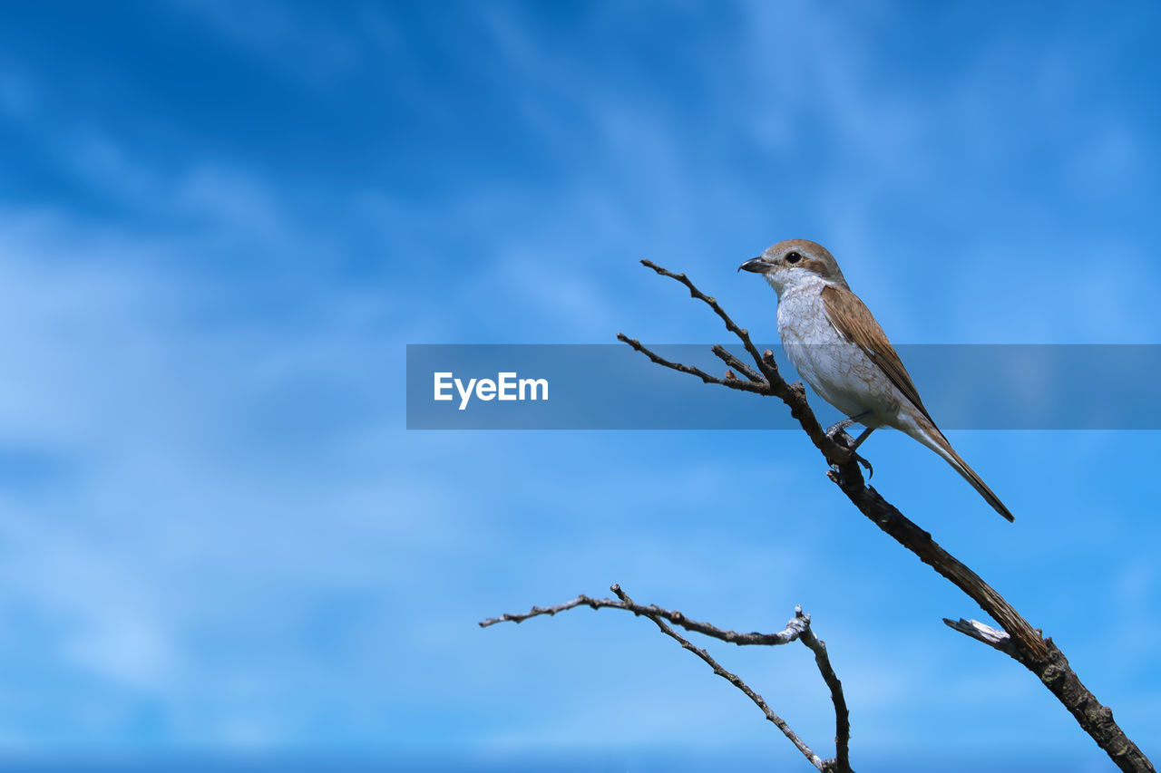 animal, animal wildlife, animal themes, bird, wildlife, one animal, nature, perching, sky, blue, branch, no people, tree, beauty in nature, outdoors, plant, day, cloud, focus on foreground, full length