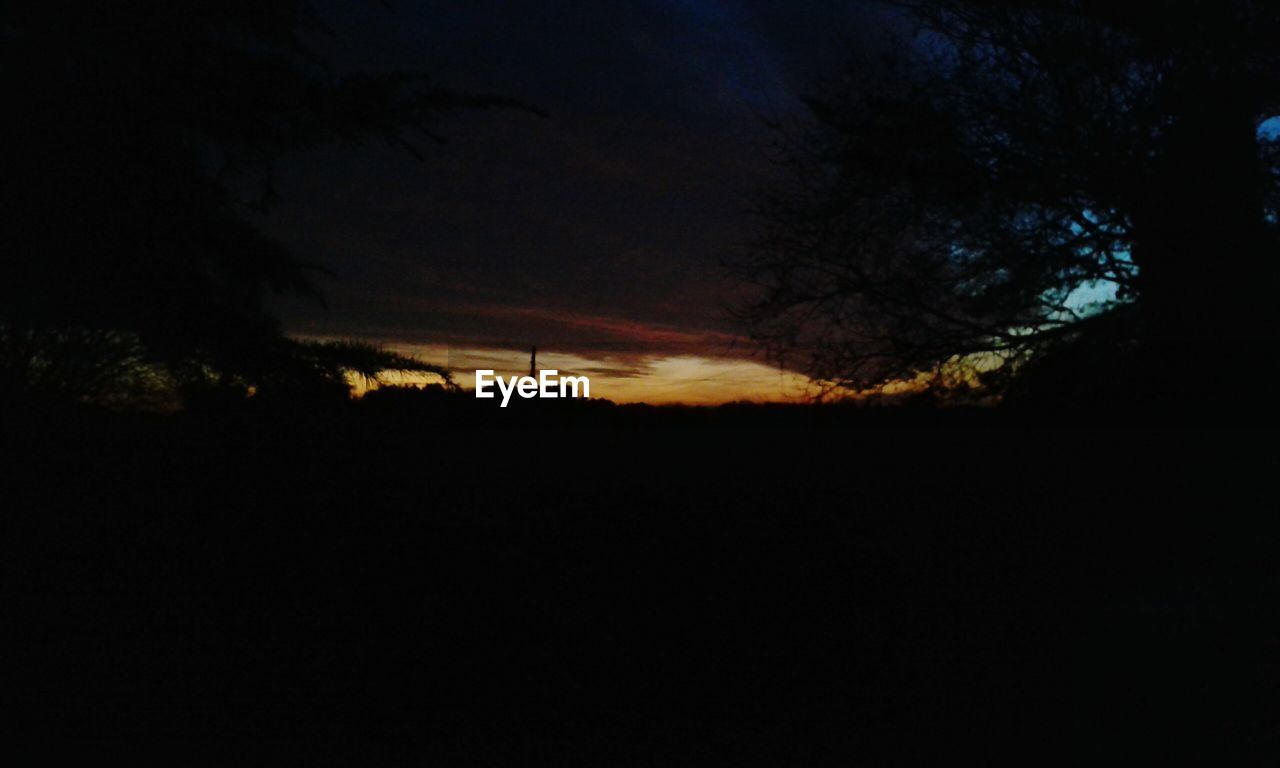 SILHOUETTE OF TREE AT NIGHT