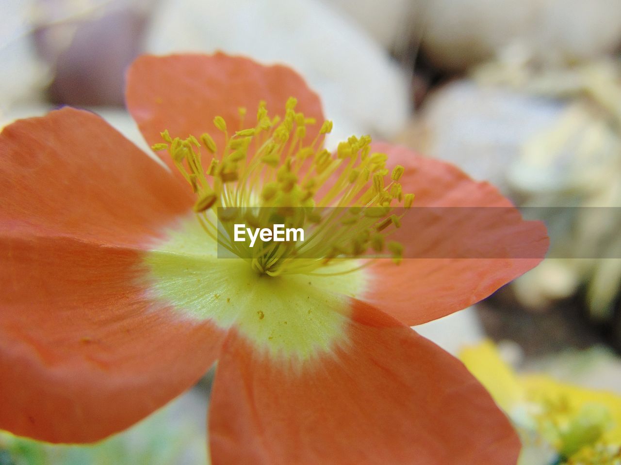 CLOSE-UP OF RED FLOWER