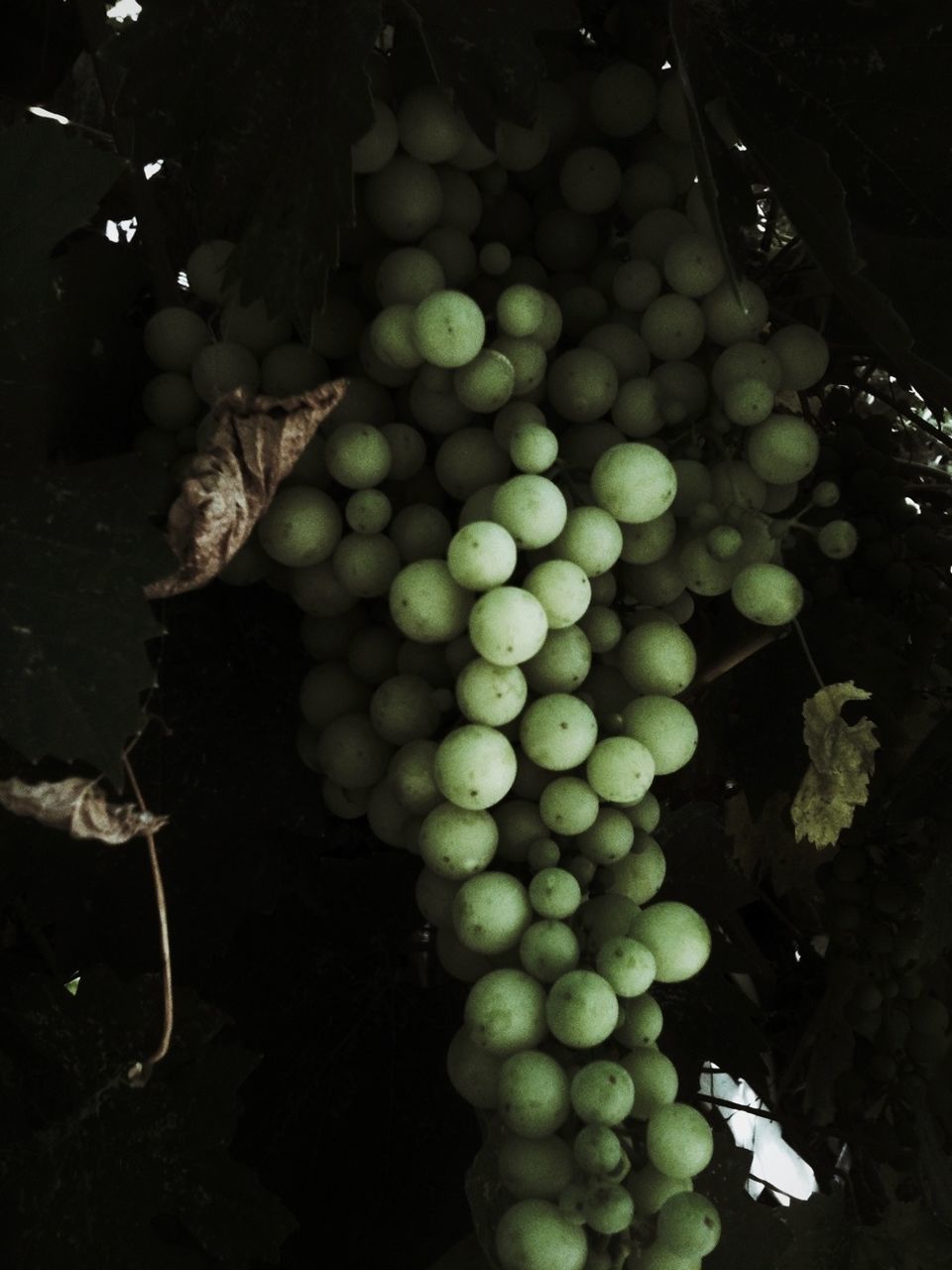 Grapes hanging on vine