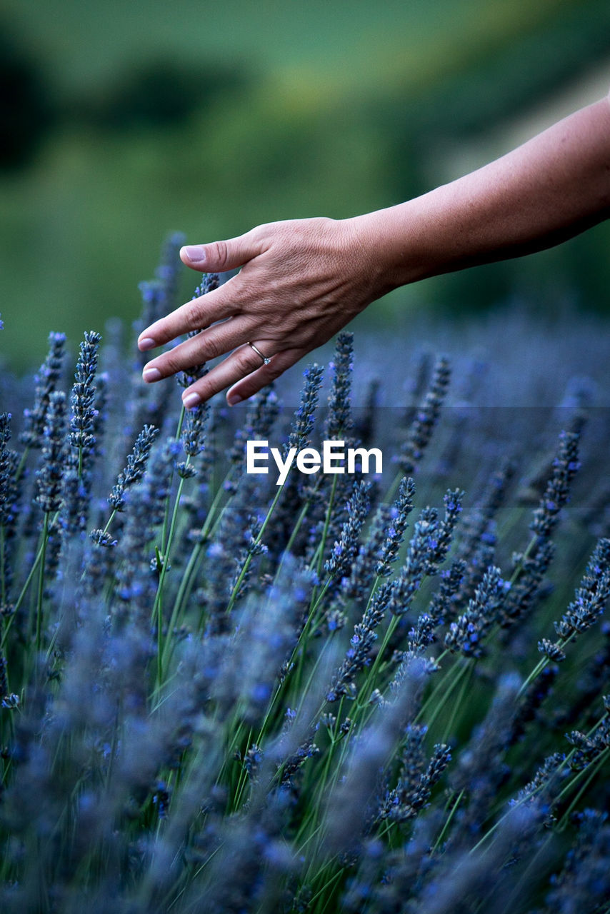 Close-up of hand touching purple flowers on field