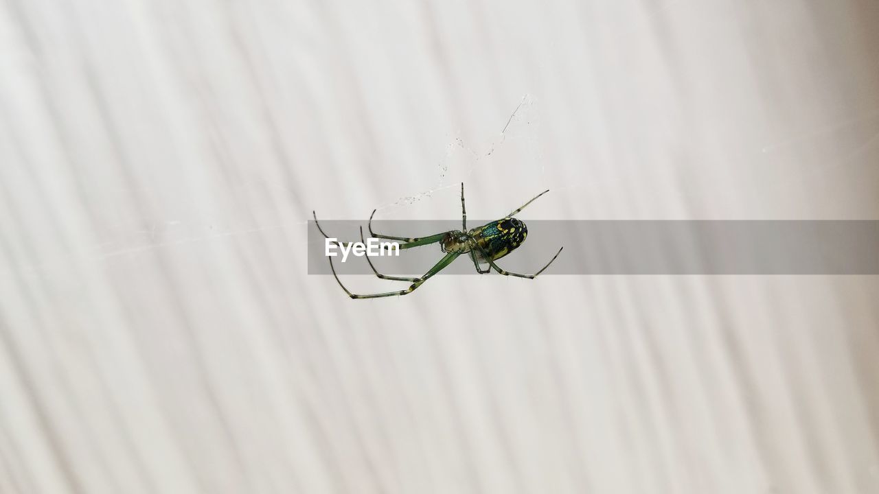 CLOSE-UP OF SPIDER ON A LEAF