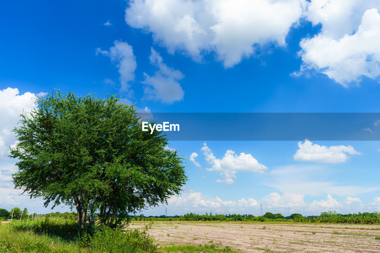 TREES ON FIELD AGAINST BLUE SKY