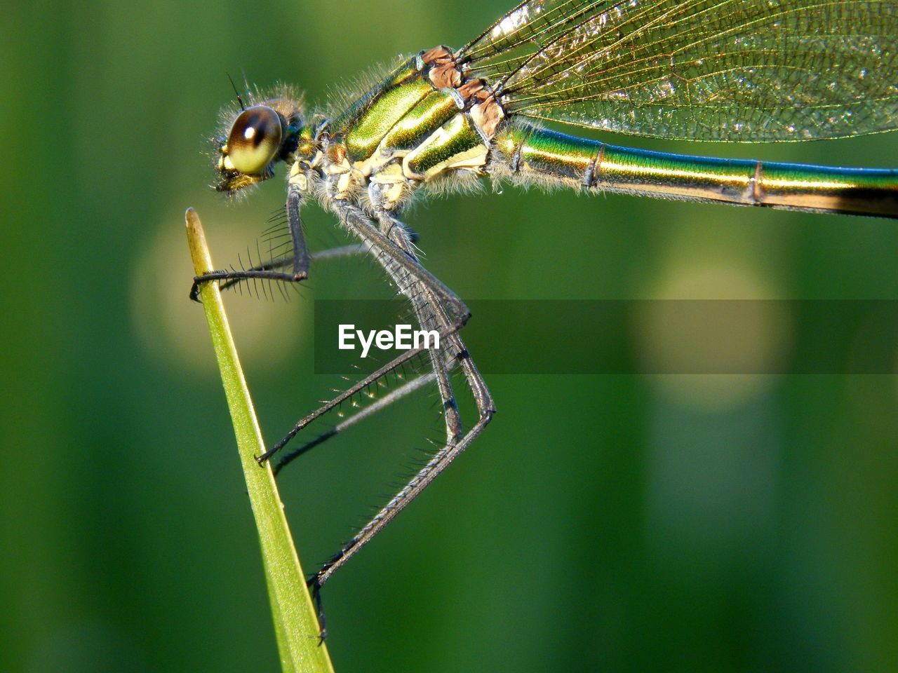 CLOSE-UP OF GRASSHOPPER