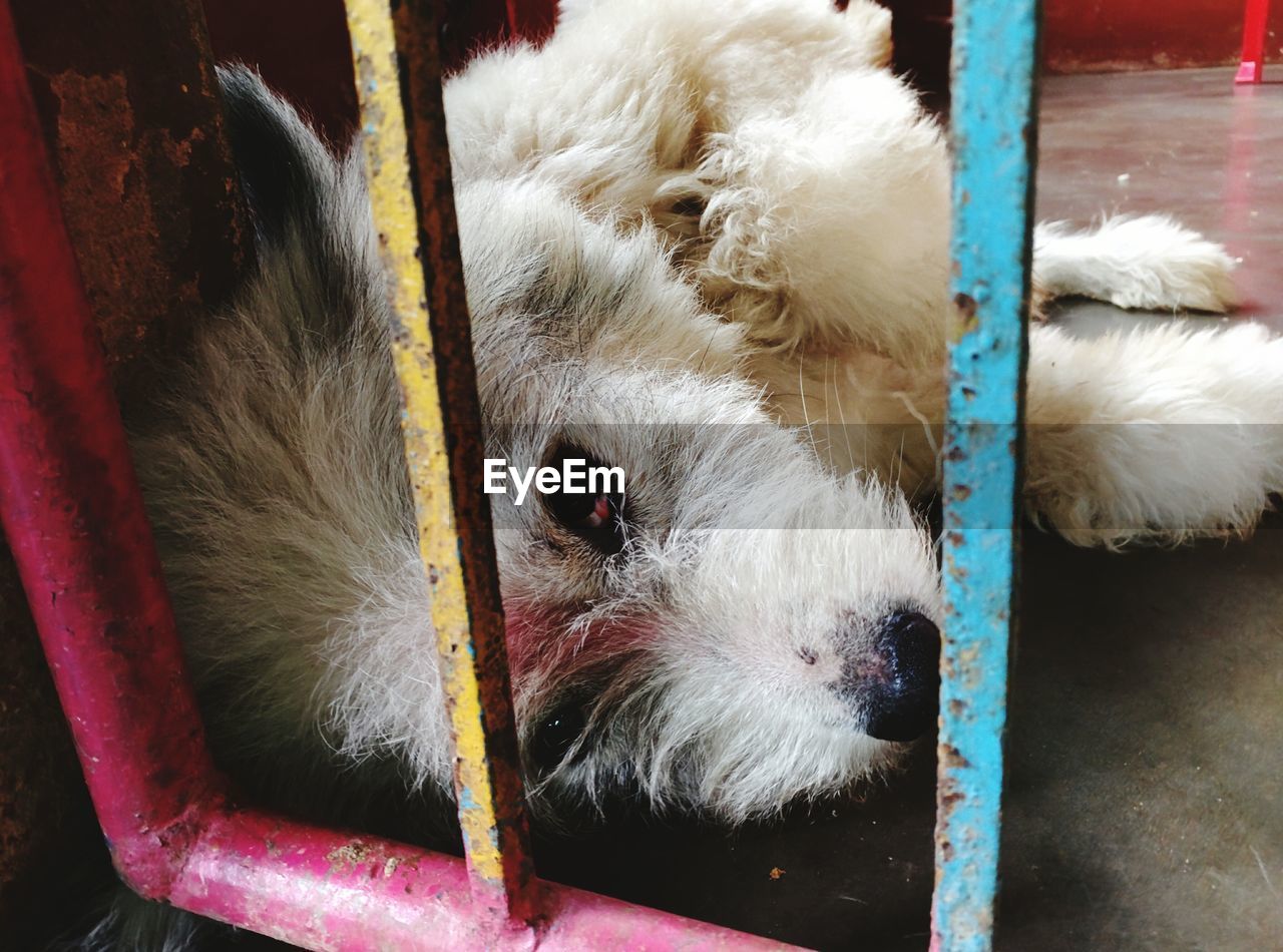 Close up of dog lying behind metal bars