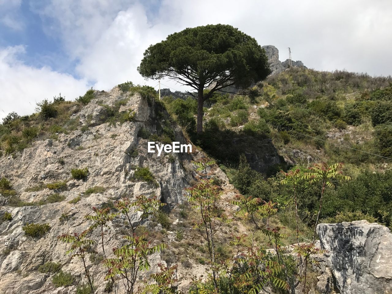 Low angle view of tree against sky