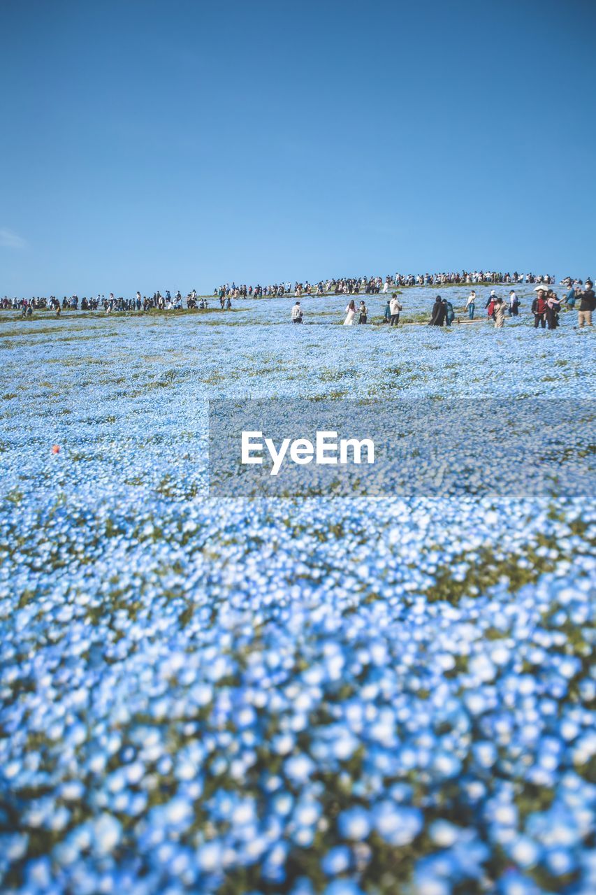 scenic view of beach against clear blue sky