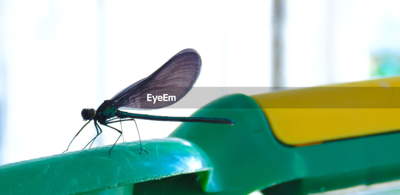 Close-up of dragonfly on chair