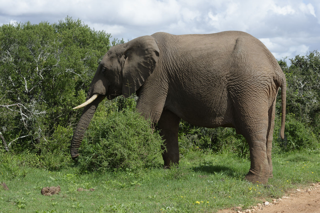 Side view of elephant standing on grassy field against trees