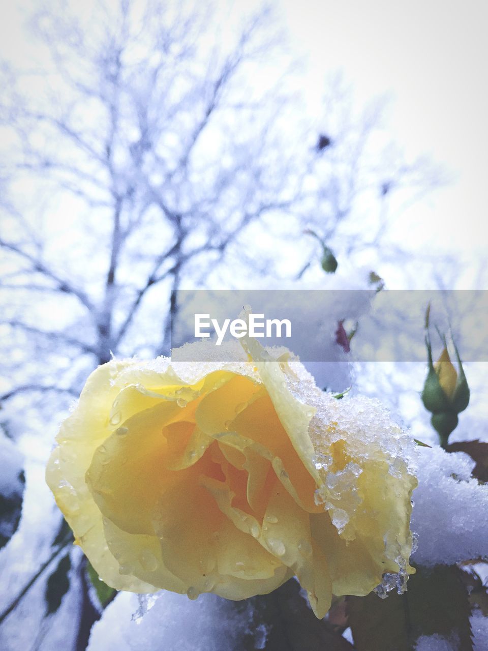 Close-up of snow covered yellow rose against sky