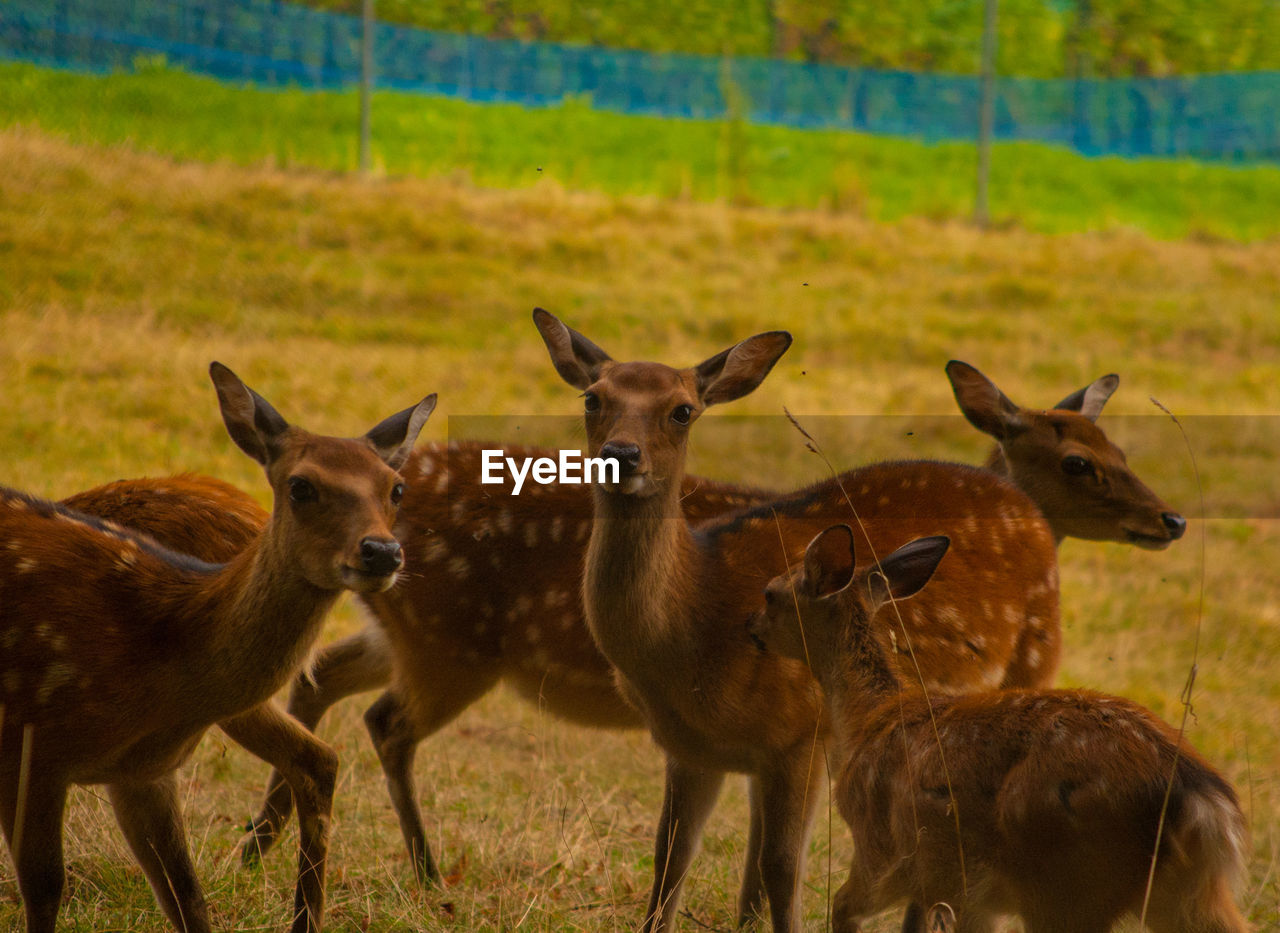 Deer standing on field