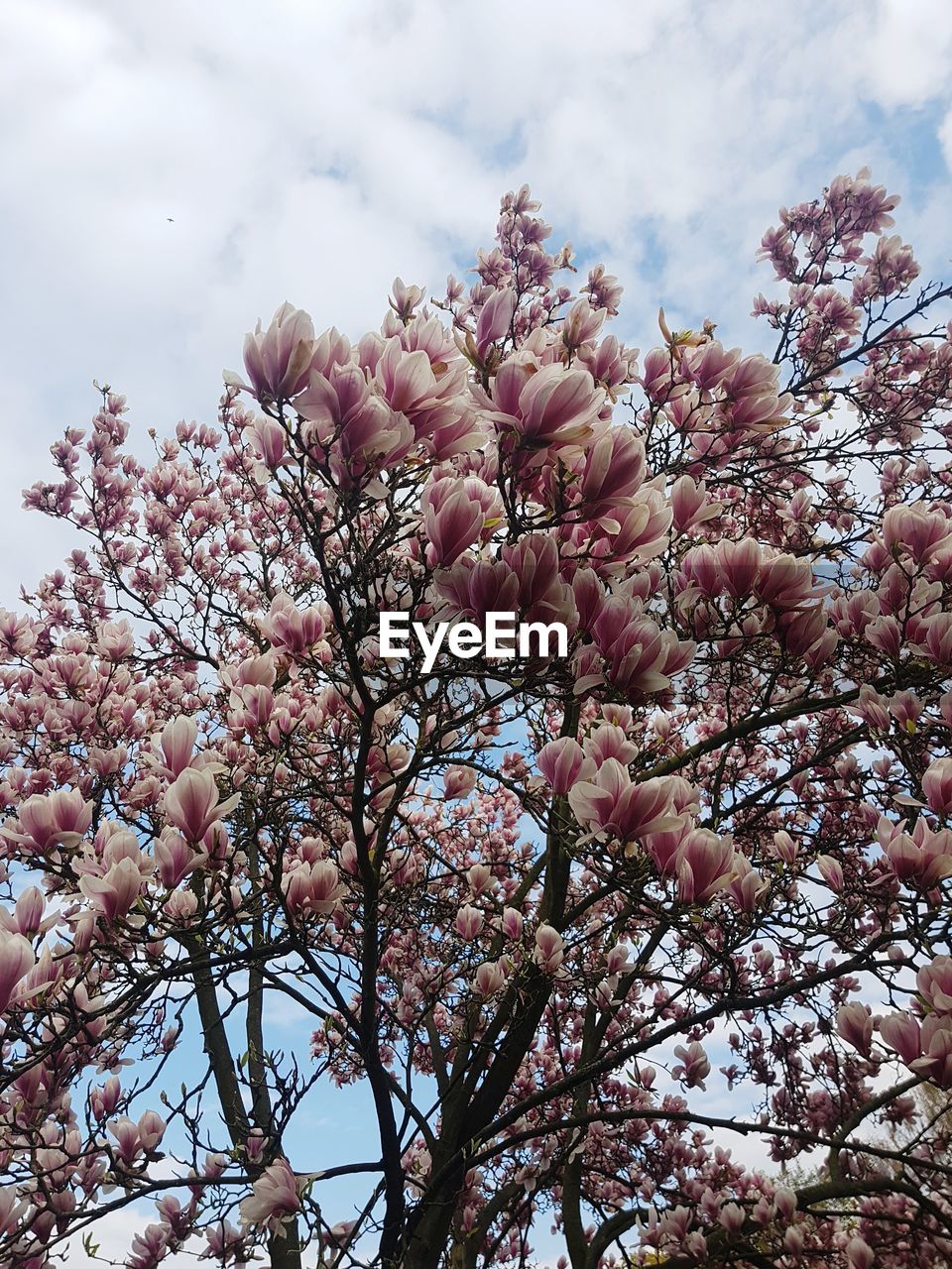 Low angle view of cherry blossoms in spring