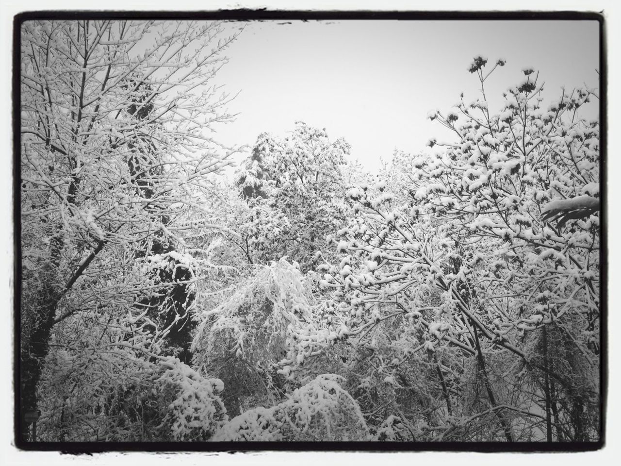 TREES GROWING ON BRANCH