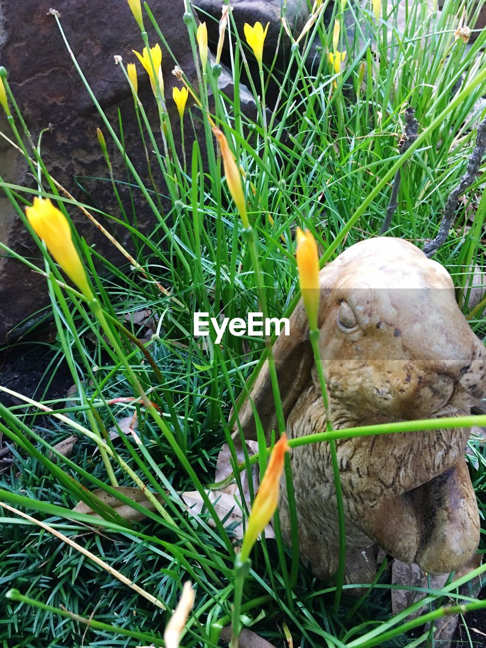 CLOSE-UP OF BIRD BY GRASS