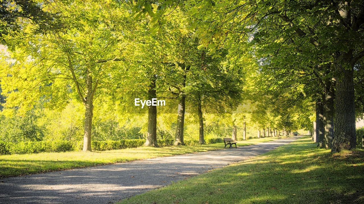 ROAD AMIDST TREES IN PARK DURING AUTUMN