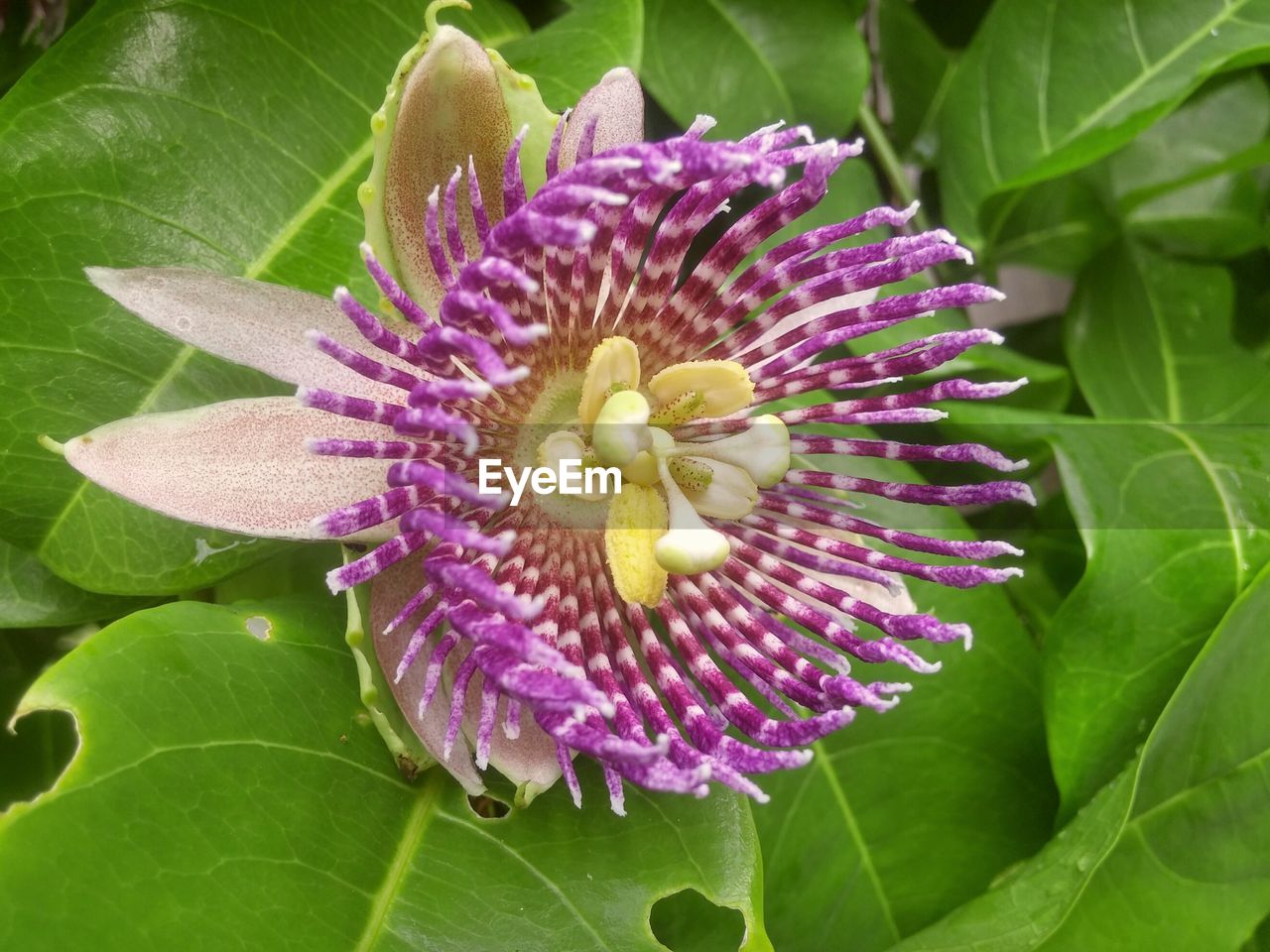 CLOSE-UP OF PURPLE FLOWER BLOOMING IN PARK