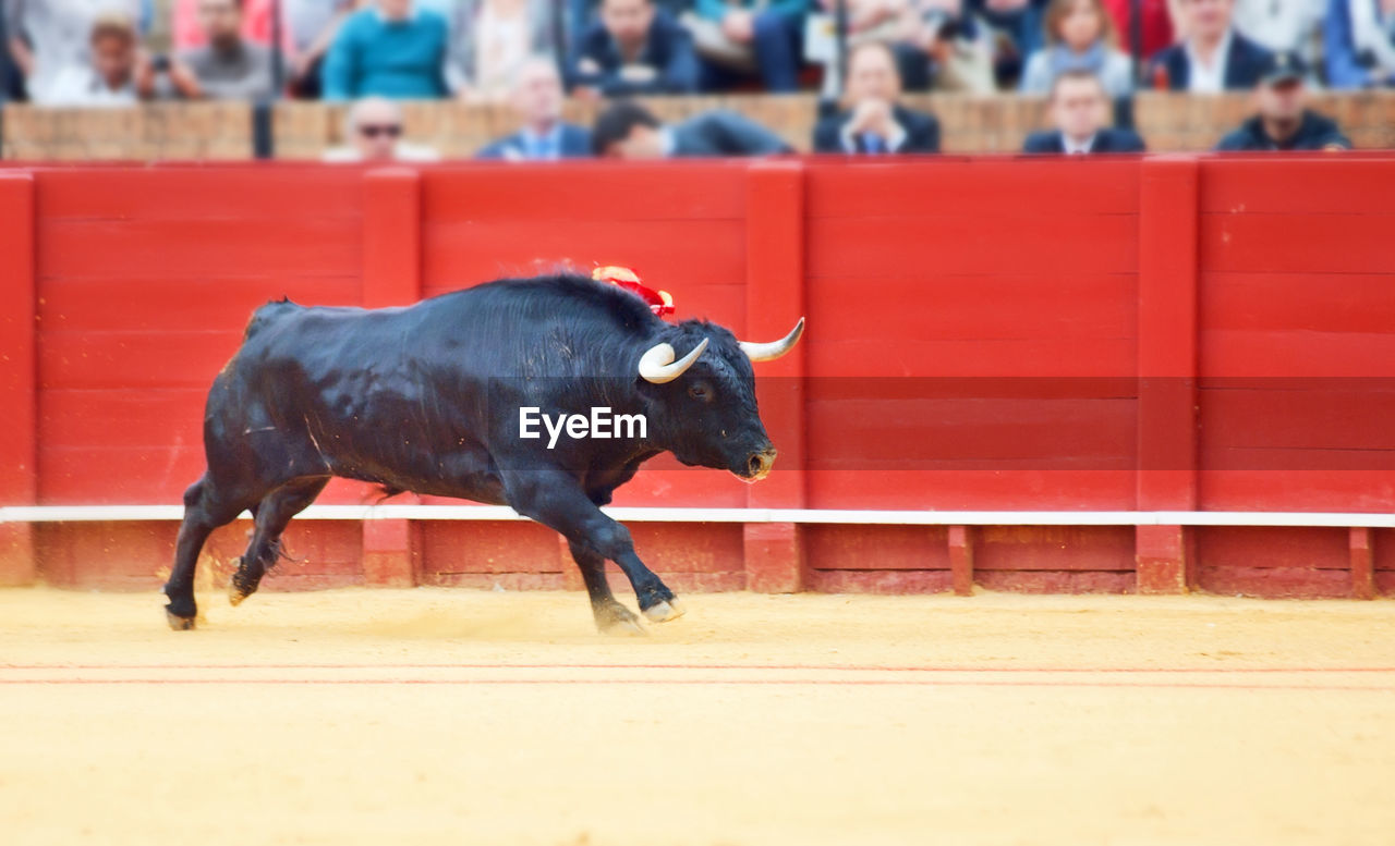 Bull running in bullring