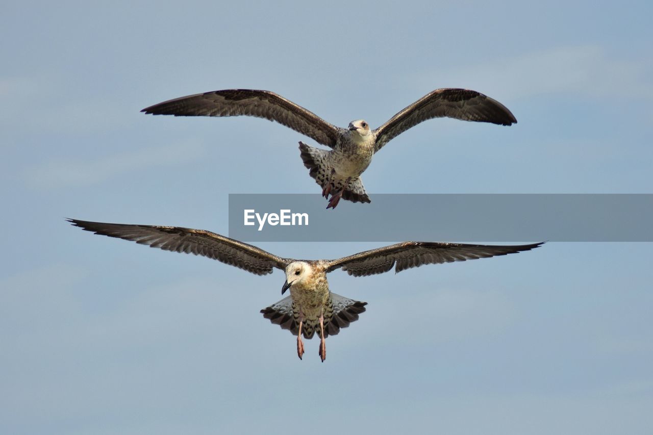 LOW ANGLE VIEW OF EAGLE FLYING