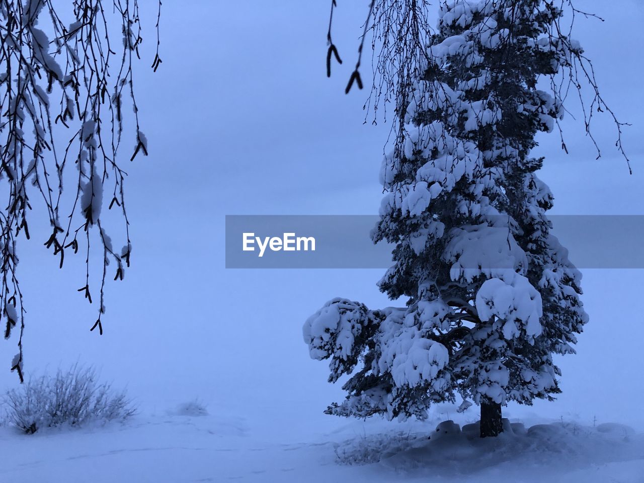 SNOW COVERED PLANTS BY TREES AGAINST SKY
