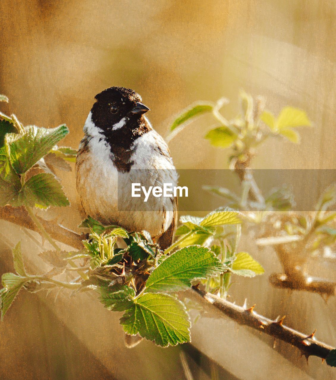 animal themes, animal, bird, animal wildlife, sparrow, one animal, branch, wildlife, nature, plant, perching, no people, house sparrow, plant part, leaf, tree, outdoors, flower, beak, focus on foreground, sunlight, day, beauty in nature, full length, portrait