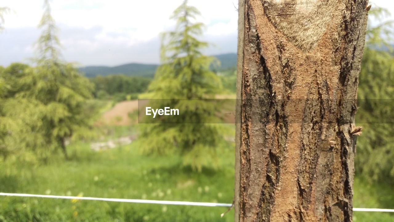 CLOSE-UP OF TREE TRUNKS IN FOREST
