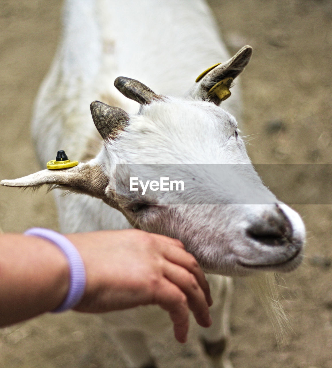 Person's hand  caresses a farm goat asking for affection 