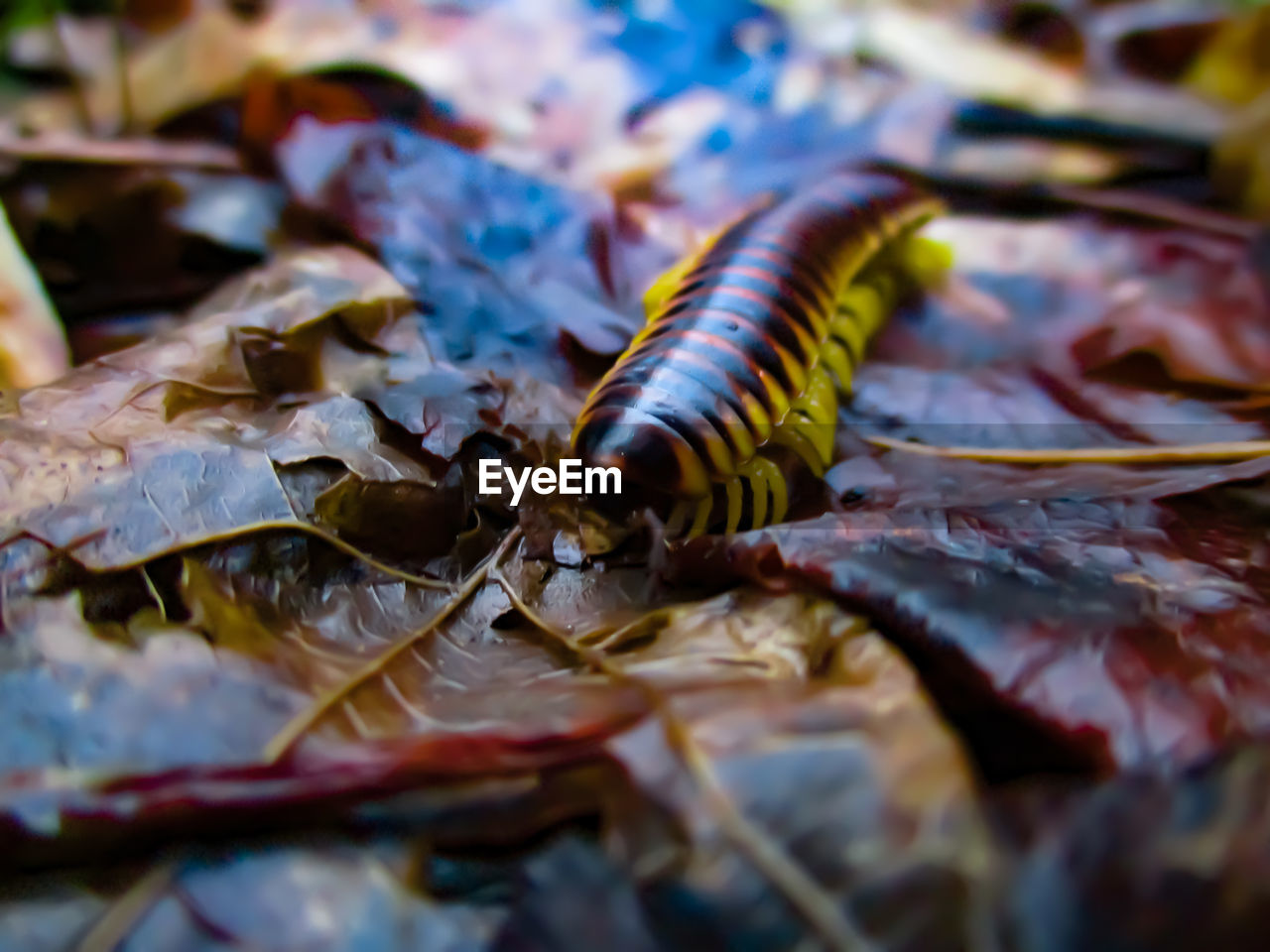 Close-up of an insect on leaves