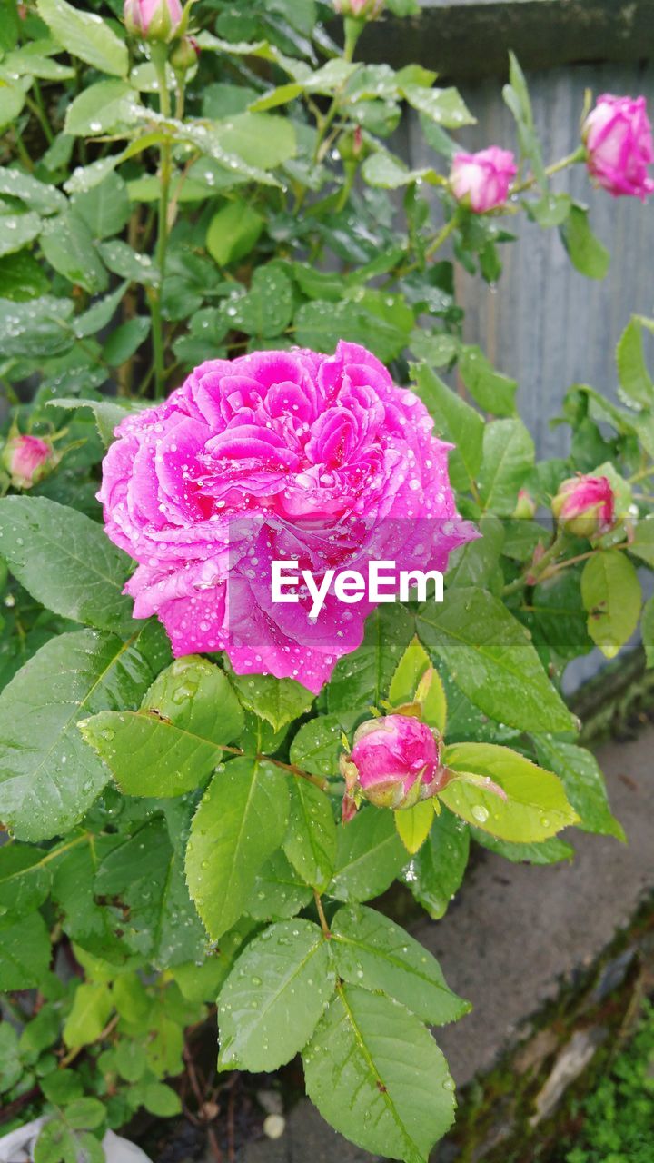 Close-up of pink flowers and leaves