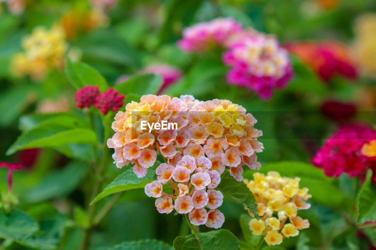 Close-up of yellow flowering plants