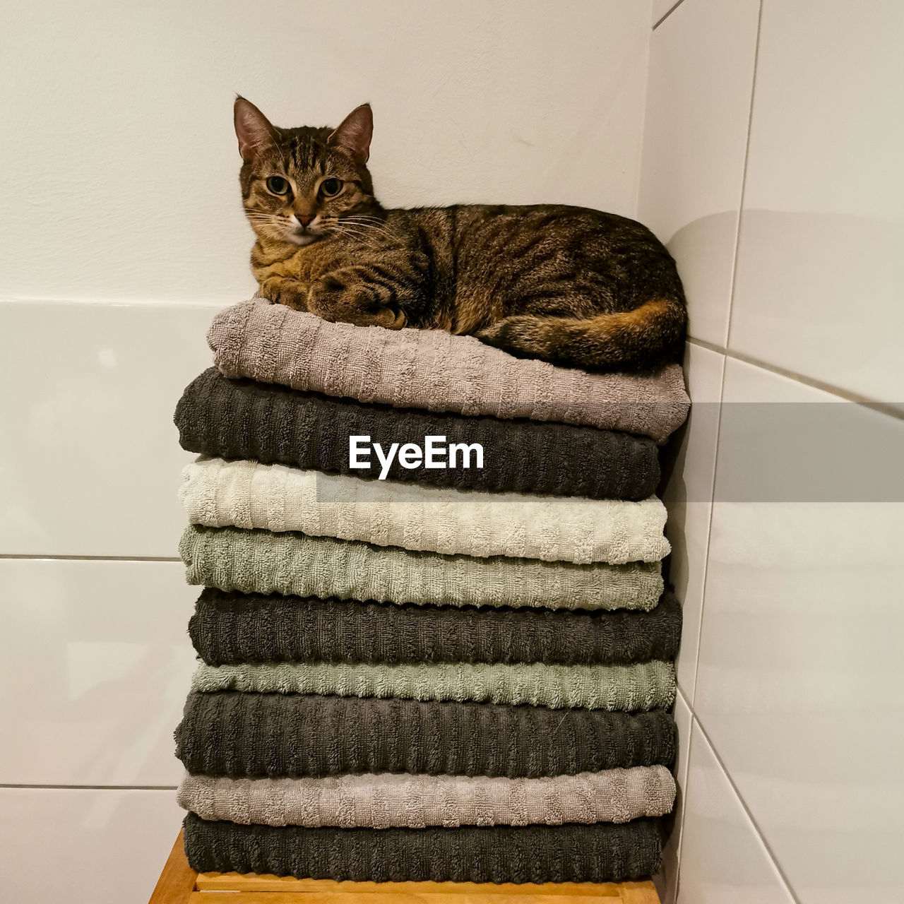 Portrait of cat sitting on towels at home