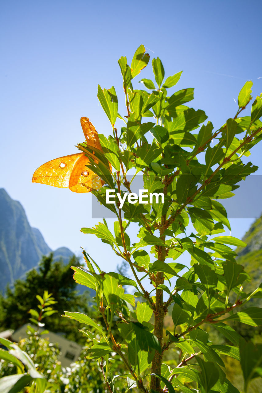 LOW ANGLE VIEW OF ORANGE FLOWERING PLANT AGAINST SKY