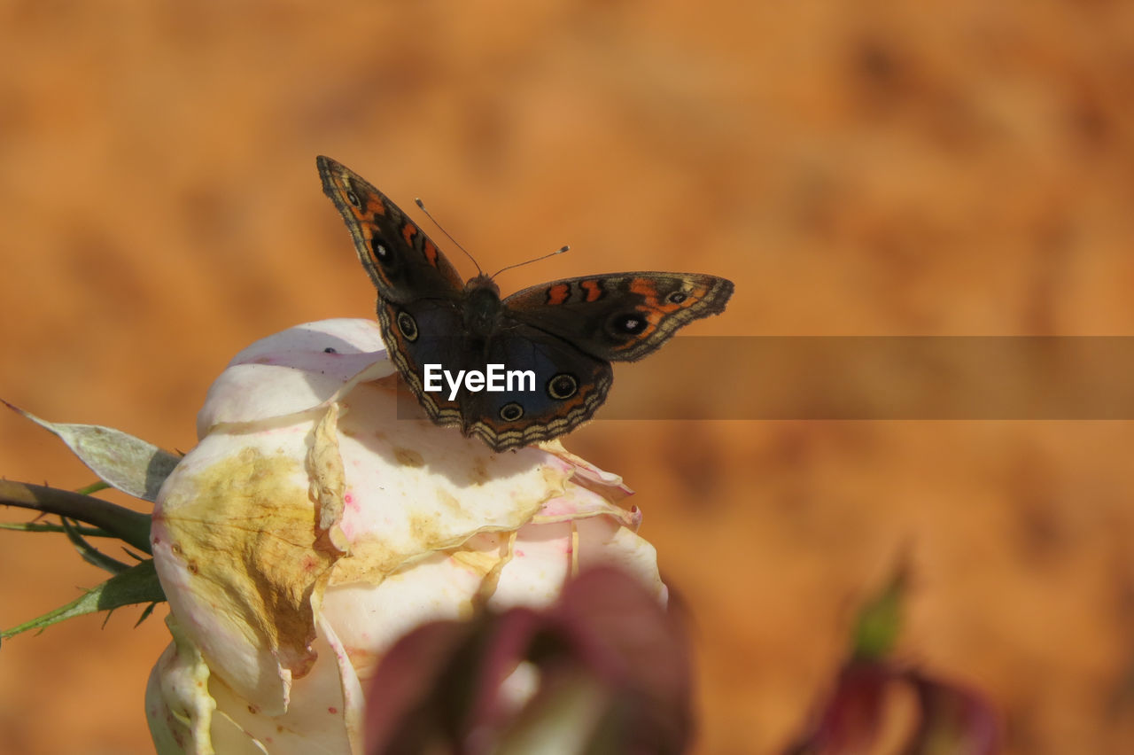 CLOSE-UP OF BUTTERFLY ON FLOWERS